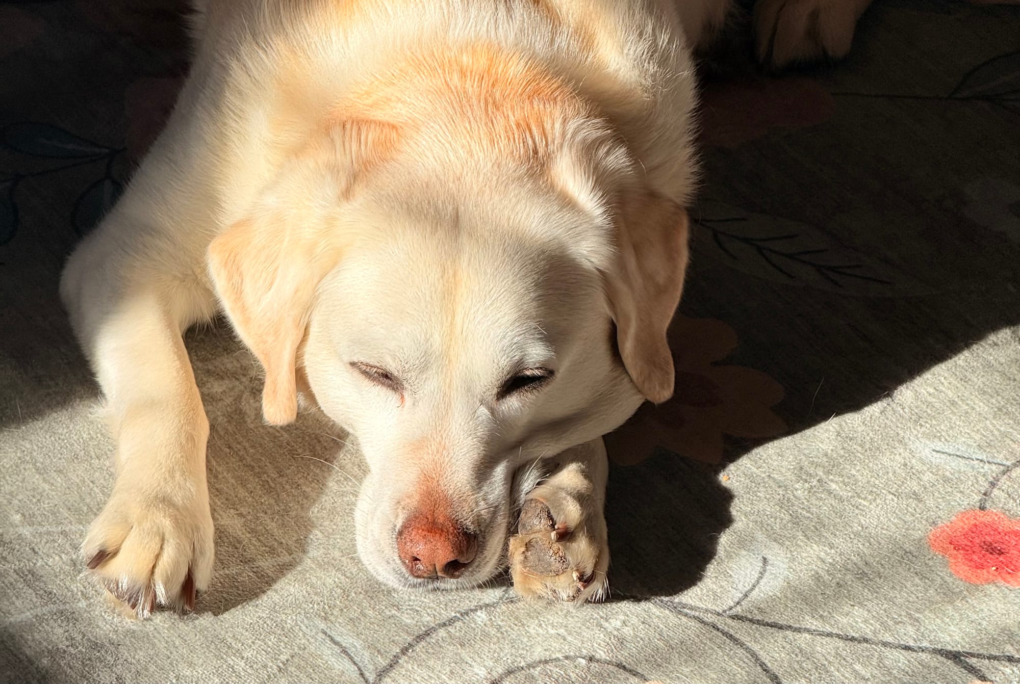 A yellow Labrador retriever with her eyes closed lays on a rug with her face illuminated by sunlight