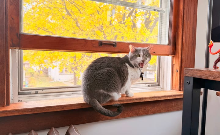 A gray and white domestic shorthair cat sits on a windowsill with the window open behind her. It’s fall and the leaves are bright yellow outside. She’s screaming at the camera